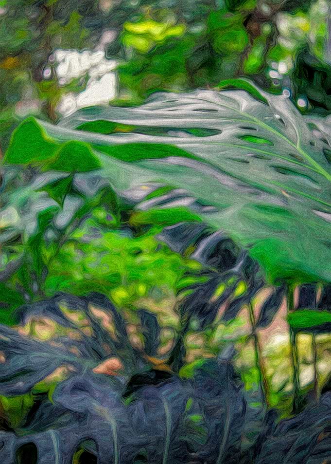 Tree Philodendron