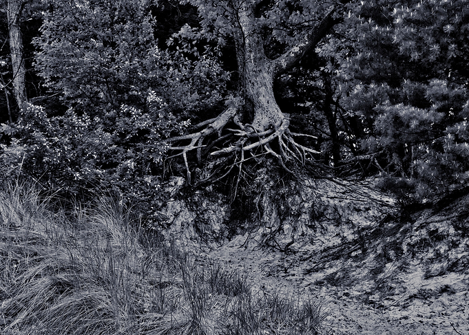 Whats in the roots