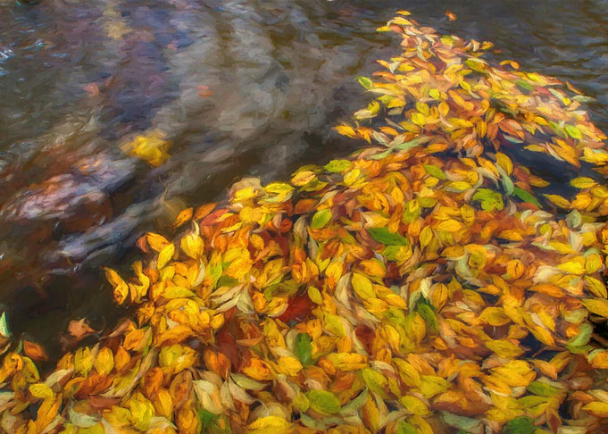 Leaves in the Pond