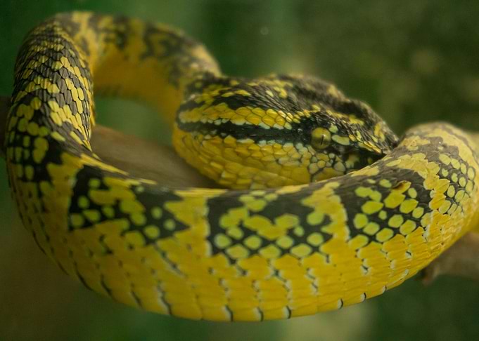 Pit Viper