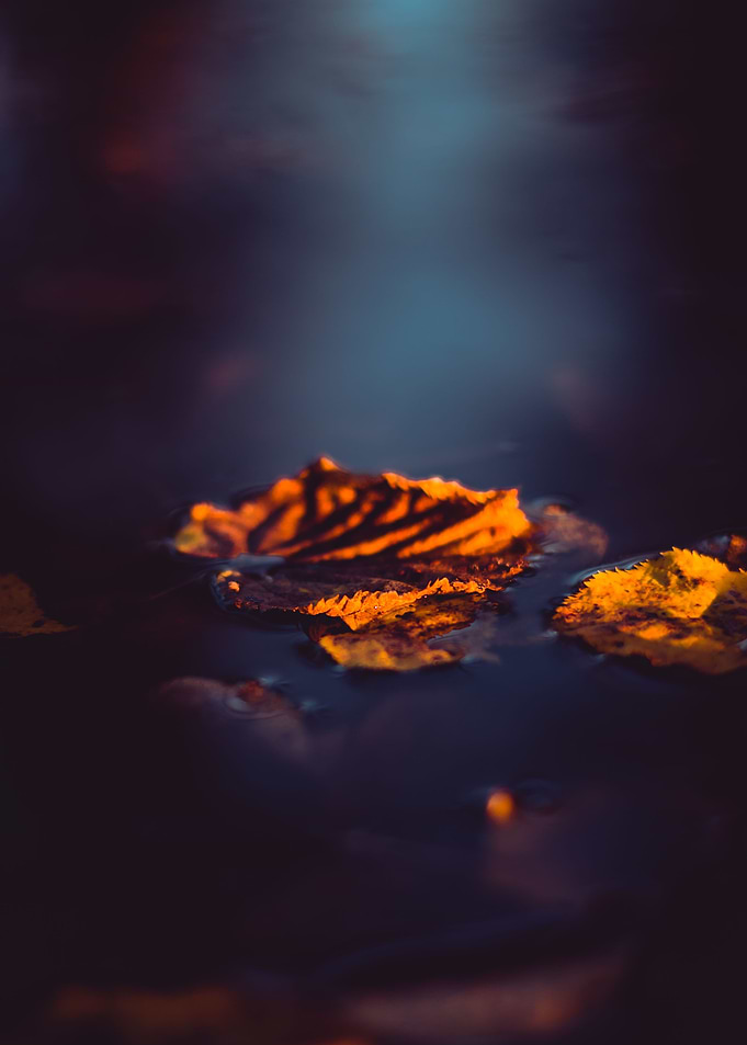 Sailing leaf