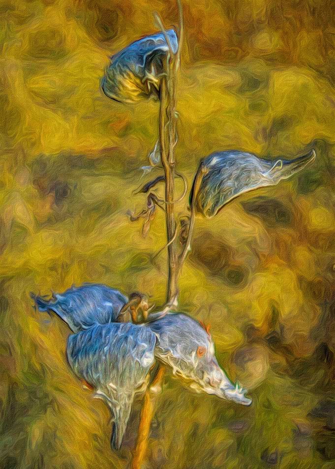 Milkweeds in Autumn