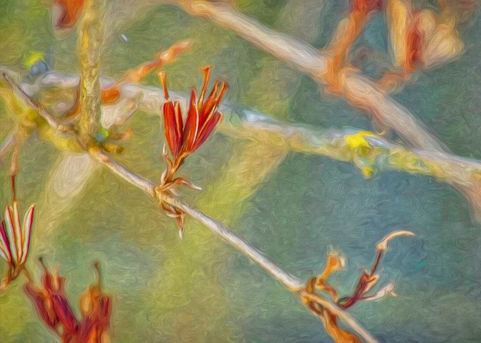 Autumn Forsythia Pods