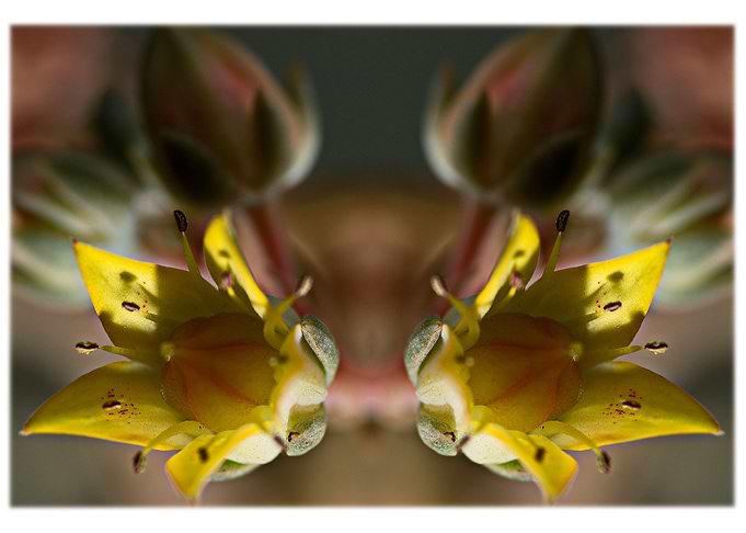 Flowers5