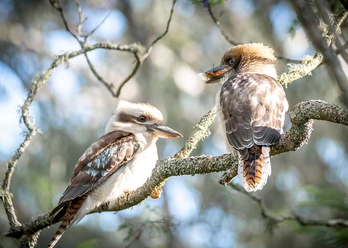Kookaburra Mum and Baby