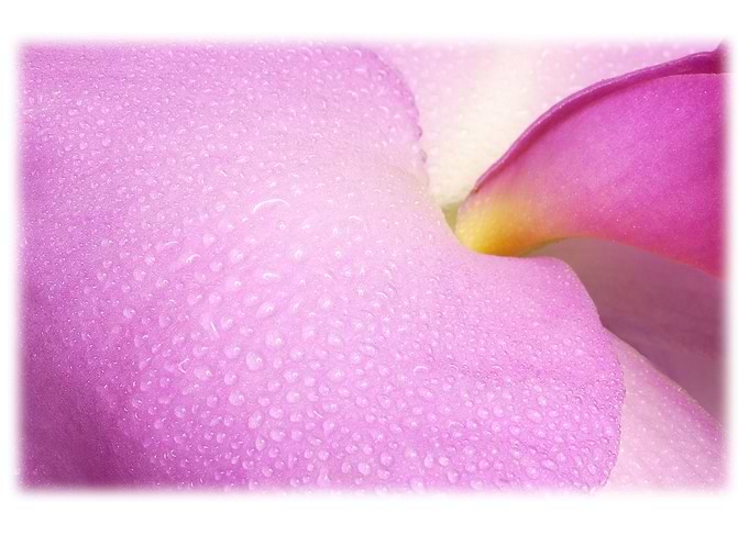 Flowers7