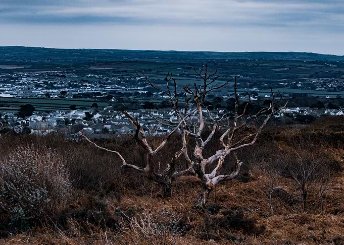 Eerie Tree