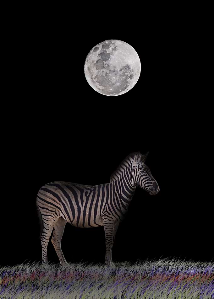 Zebra comic