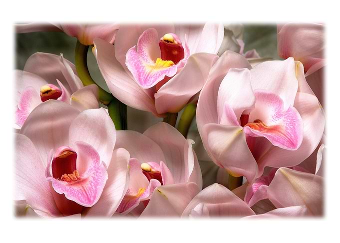 Flowers4