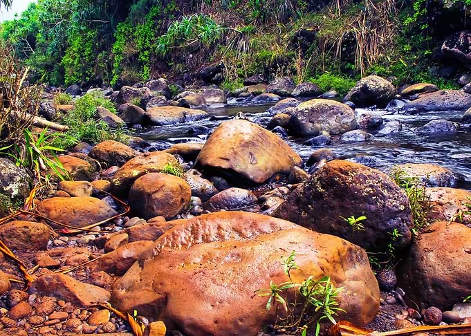 river in the forest