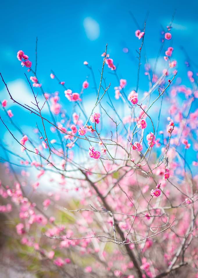Sakura in Kyoto