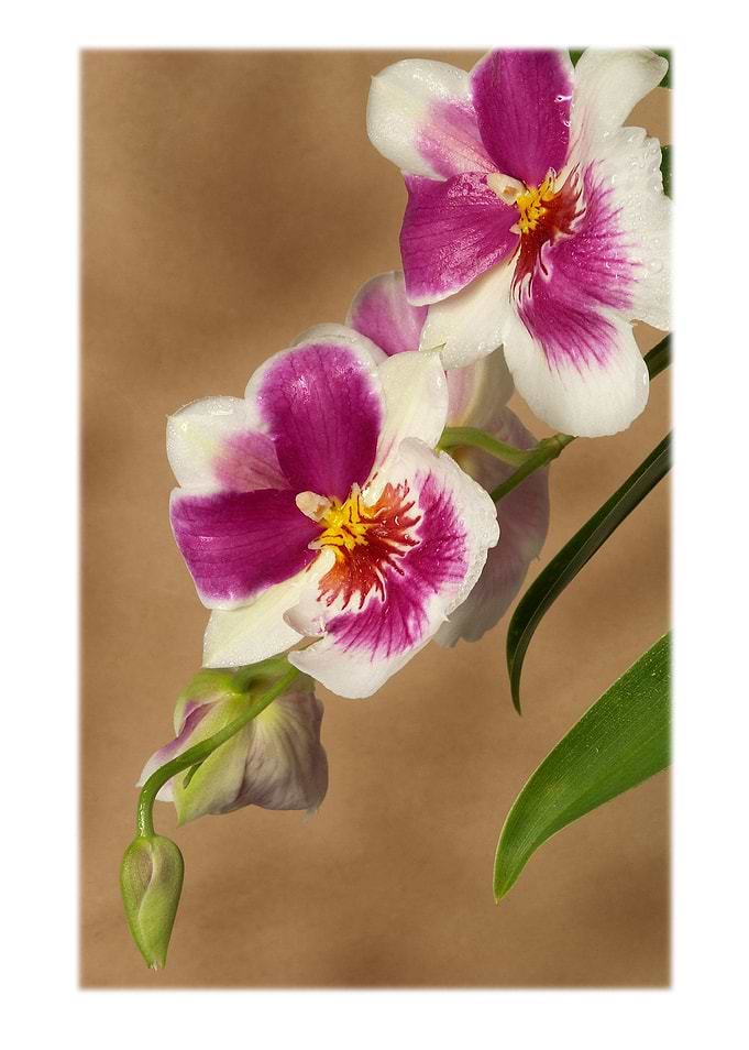 Flowers2