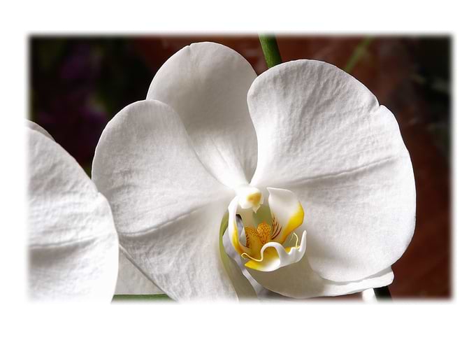 Flowers1