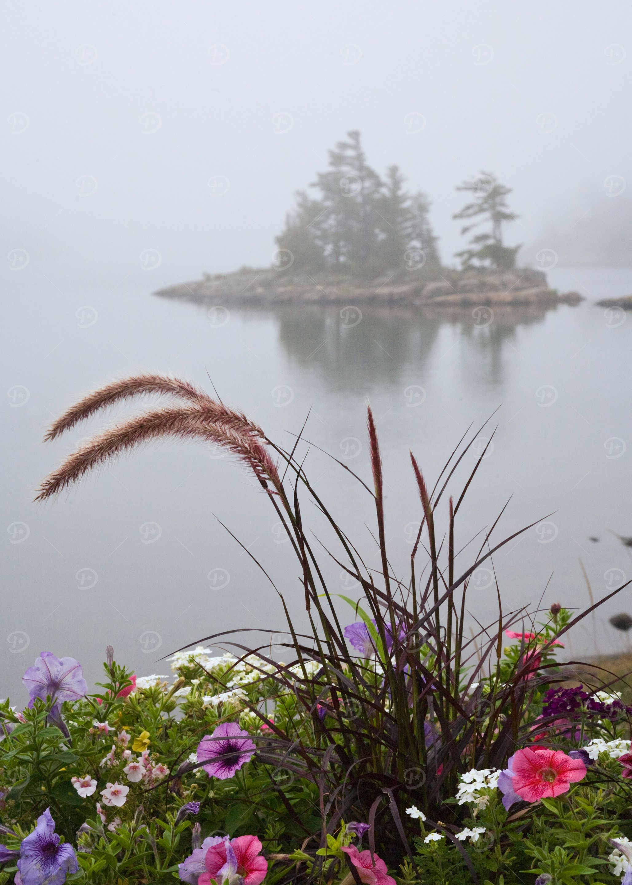 Early Morning Fog