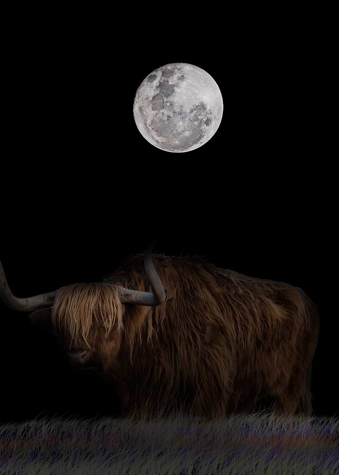 Long Hair African Buffalo