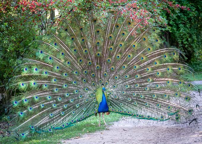 Peacock Fan