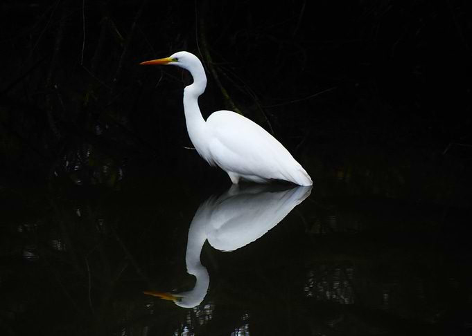 Cattle egret