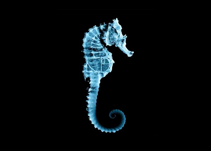 Fringe Seahorse