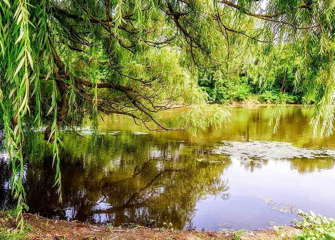 Summer Reflections