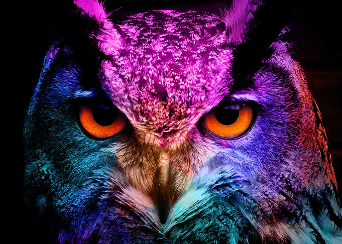 real owl