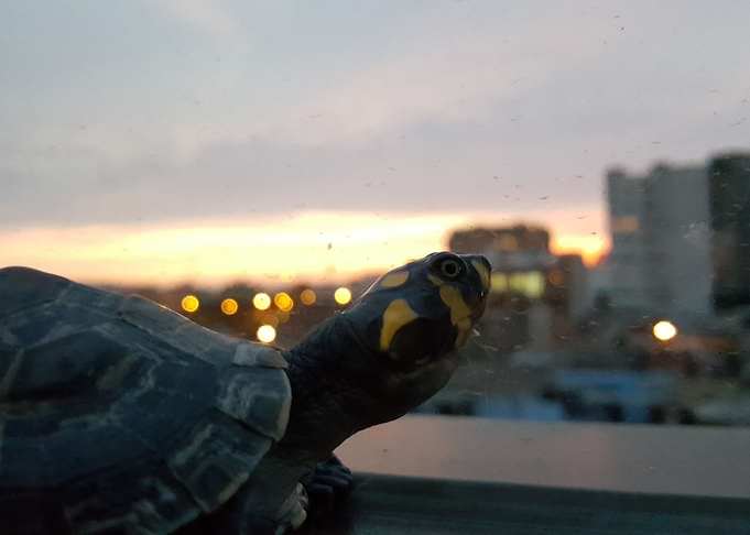 Taricaya Sunset