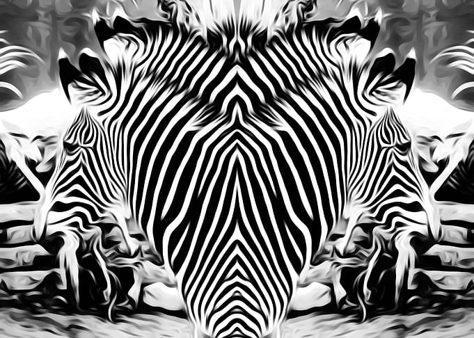 zebra in black and white