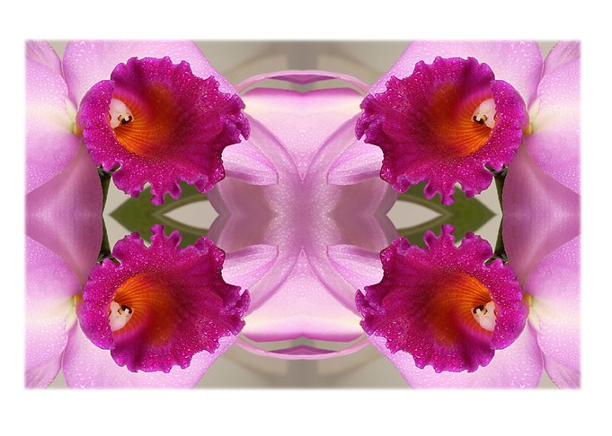 Flowers3