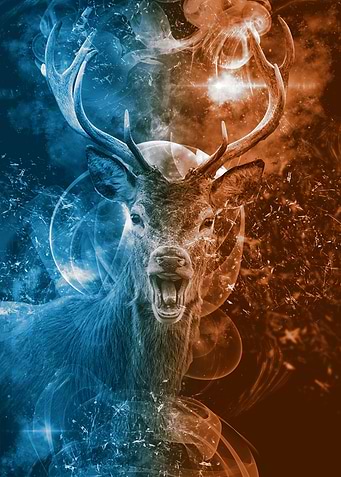 Deer are