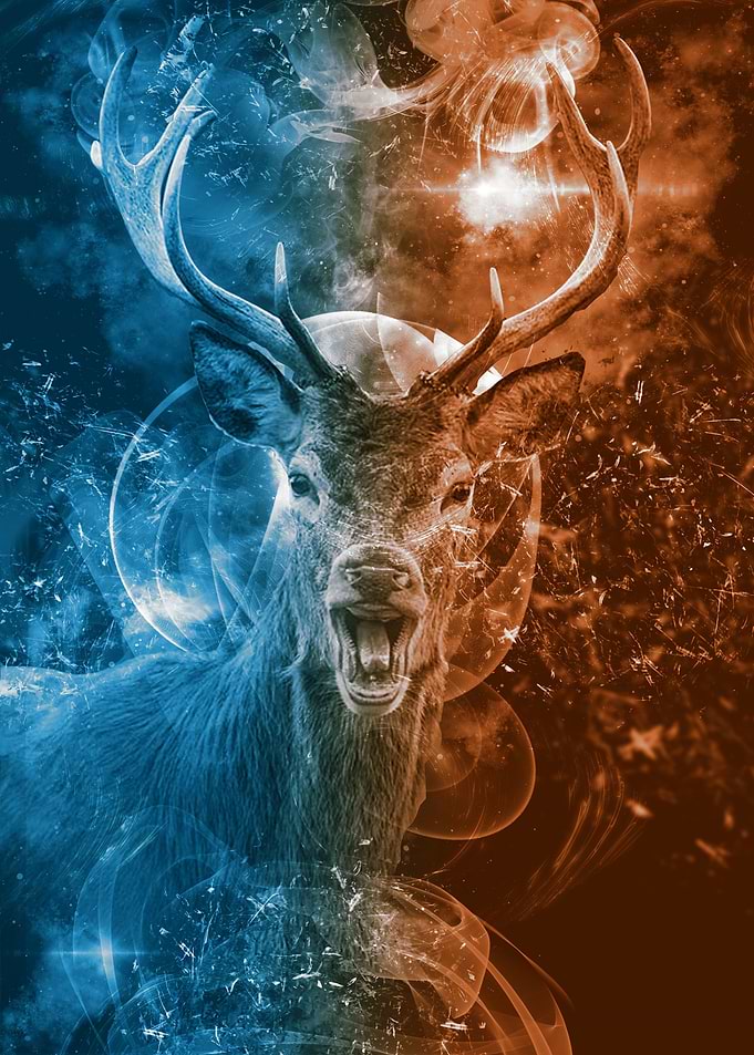 Deer are