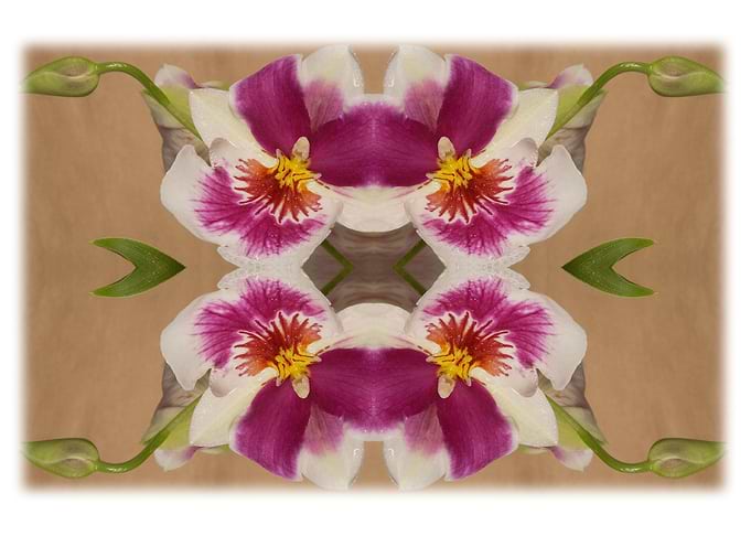Flowers6