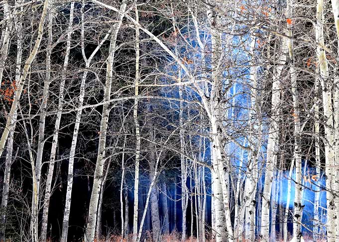 Smoke in the Woods