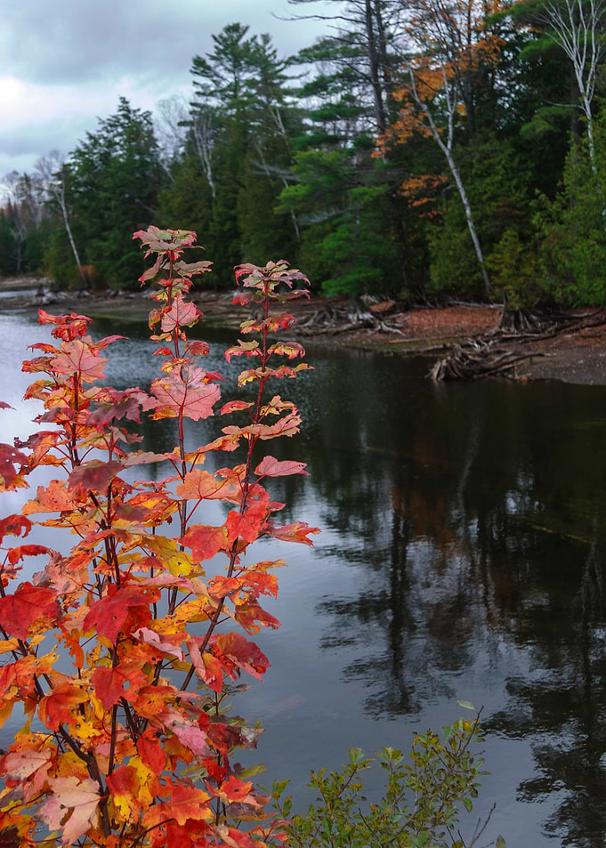 Haliburton Fall Colors