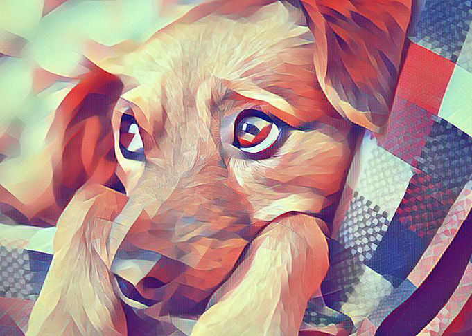 puppy