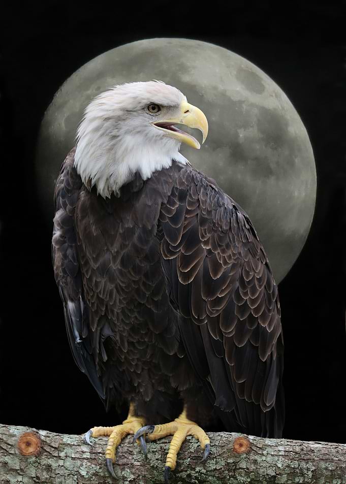 Moon Watcher