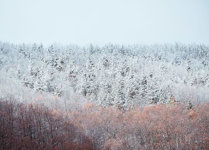 Frozen forest