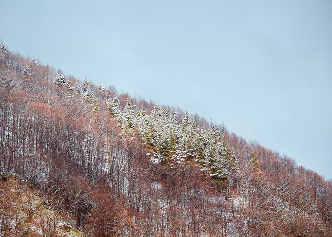 Frozen forest