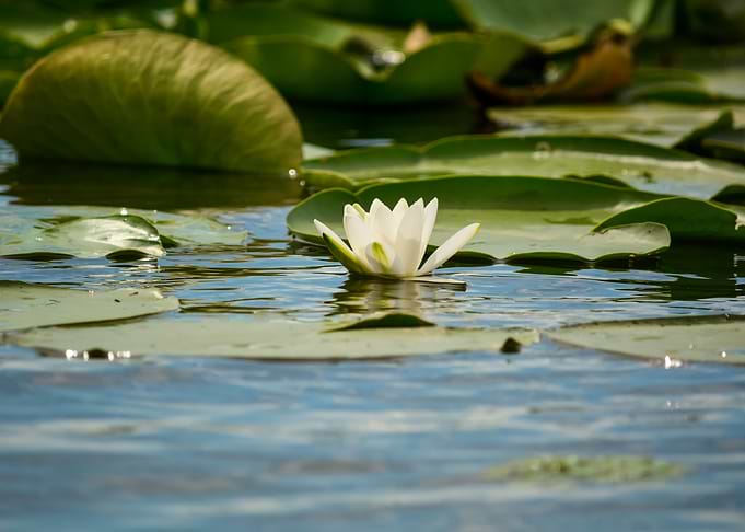 White water lily