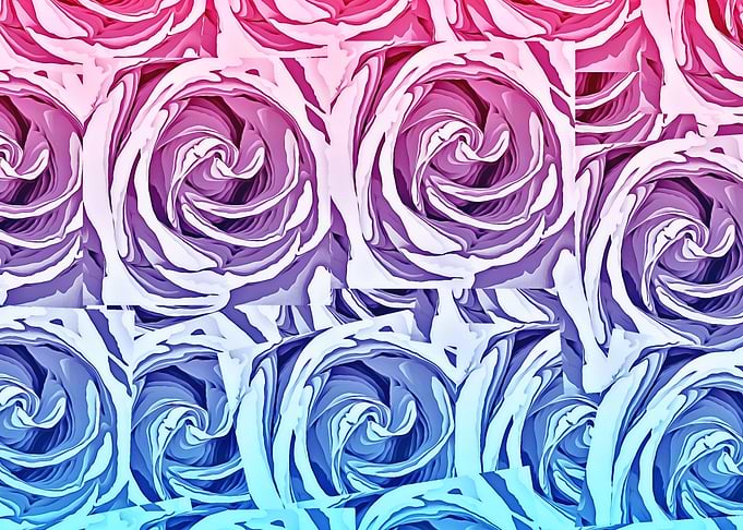 pink and blue rose
