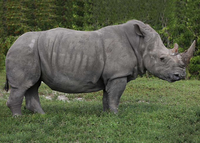The Rhinoceros