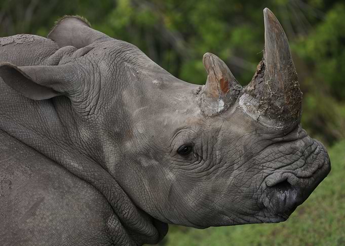 The Rhinoceros