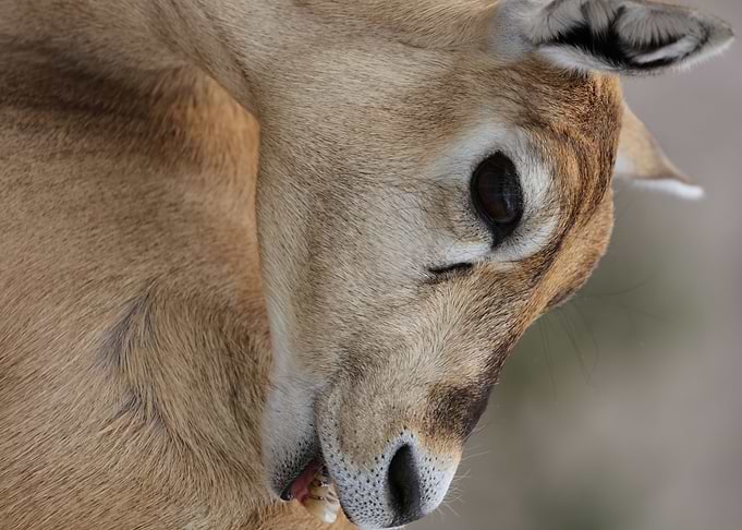 African Antelope