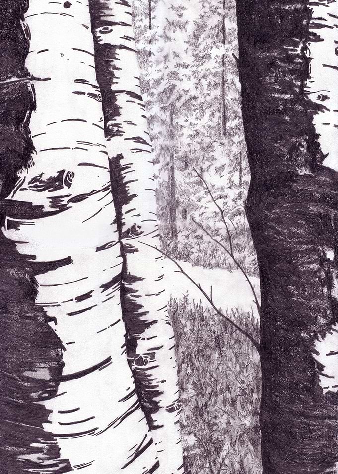 Birch Trees