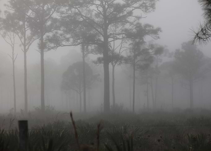 Foggy Morning