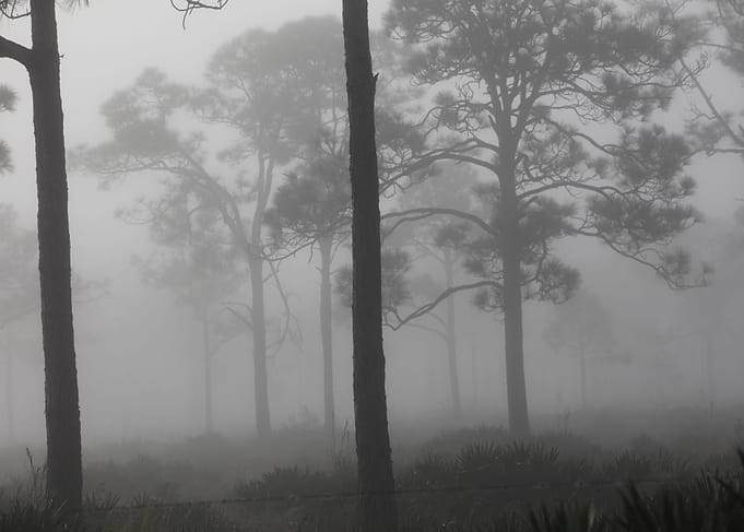 Foggy Morning