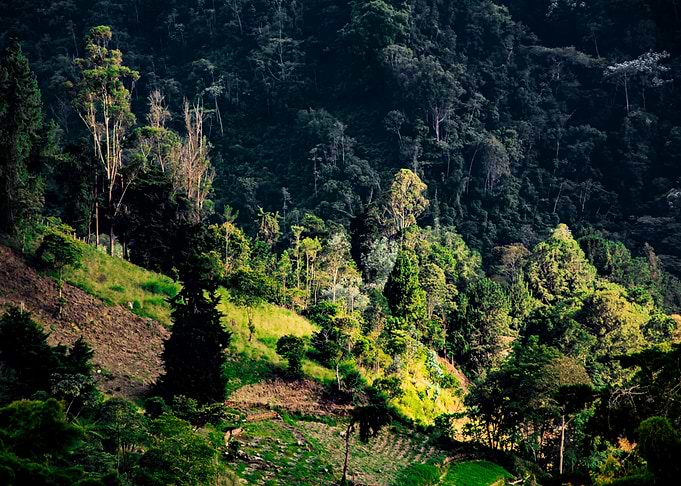 Nature in colombia