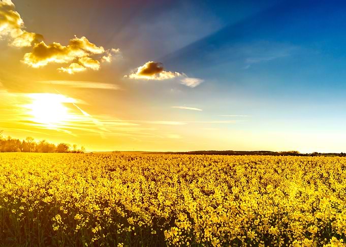 Yellow sun