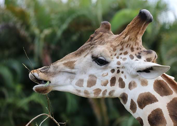 Giraffe