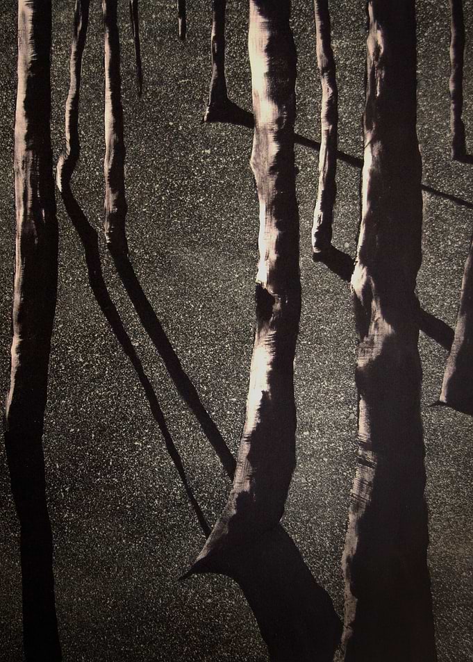 Birch Trees By Moonlight