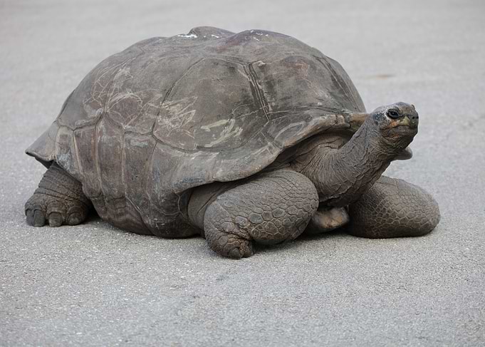 The Giant tortoise