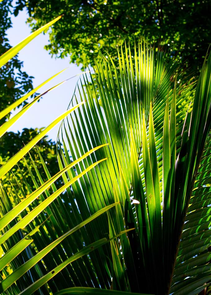 Sunrise Green Light Show